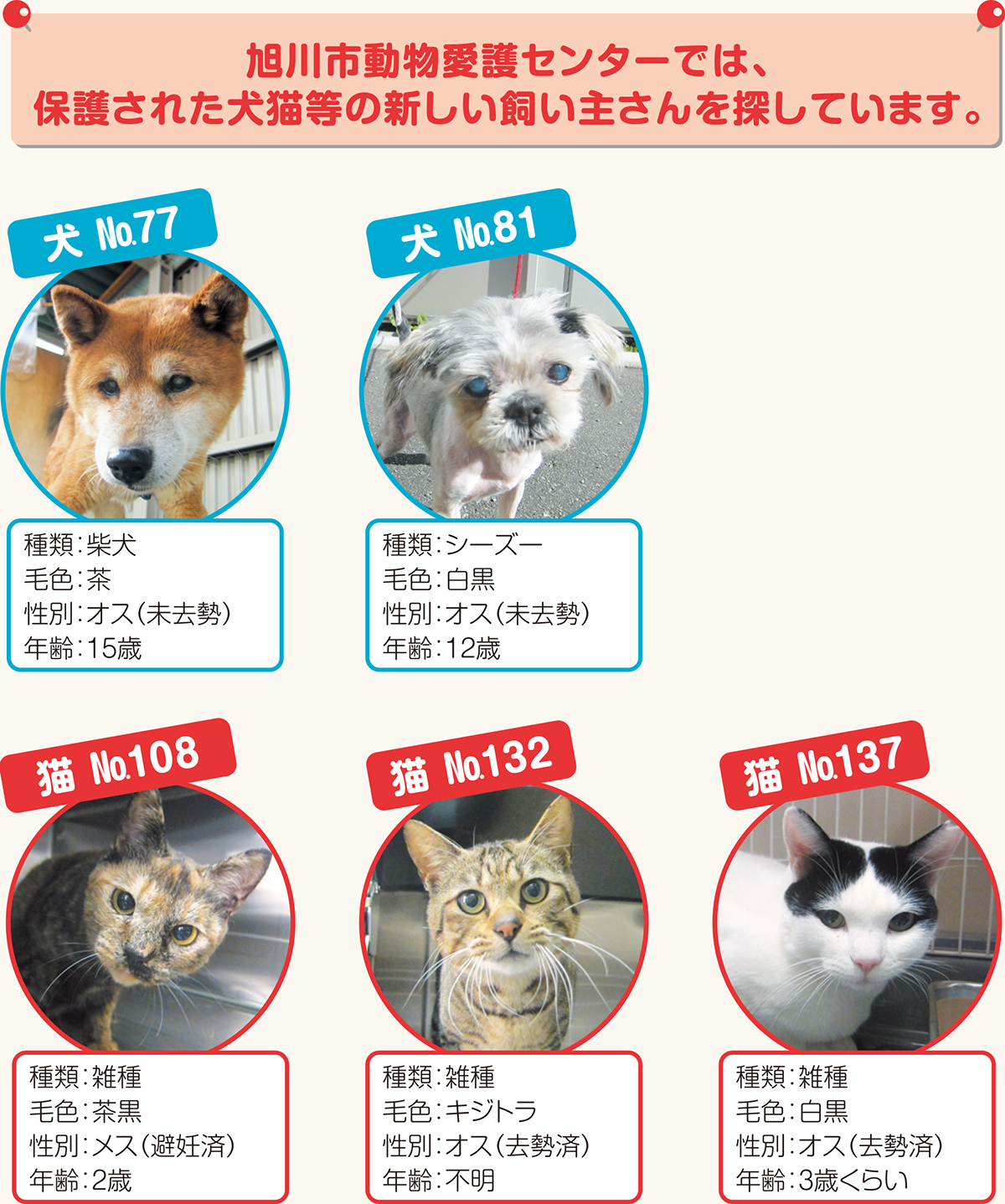 Vol 69 犬猫等の新しい飼い主さん募集中 北海道新聞 旭川支社 ななかまど