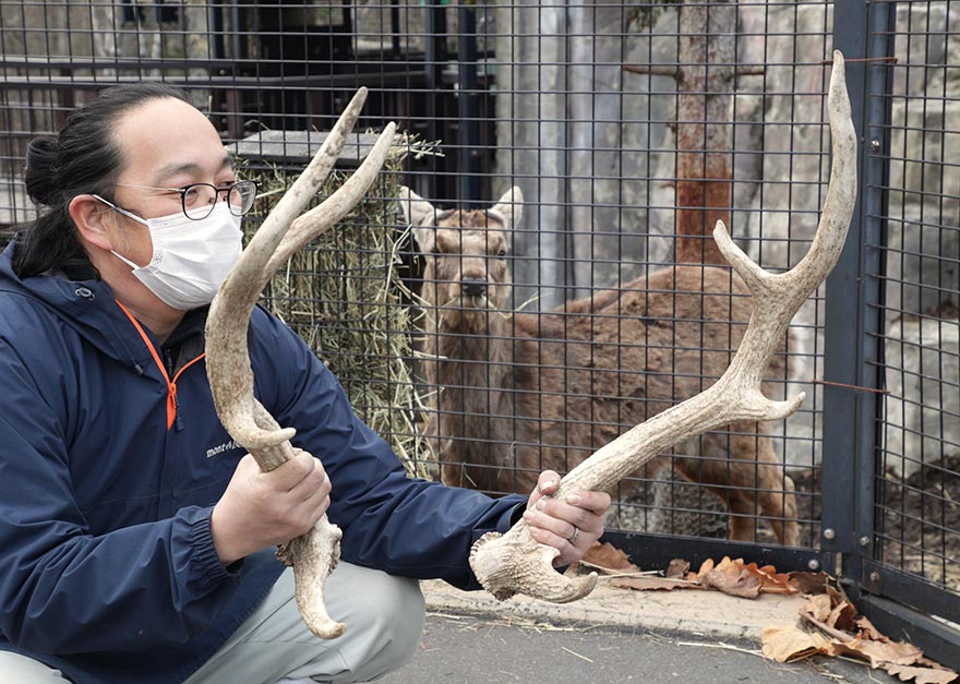 北海道エゾシカのツノ - その他