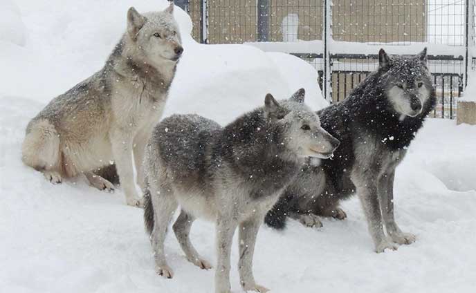 オオカミの森＊姉弟3頭 末弟がリーダー | 北海道新聞 旭川支社 +