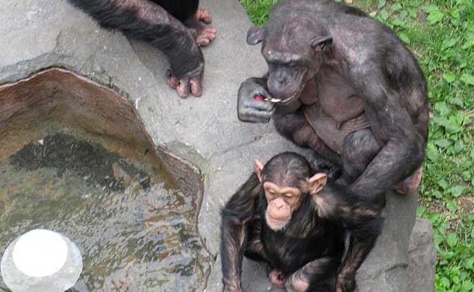 チンパンジーの子育て＊群れと母子 難しい関係性 | 北海道新聞 旭川