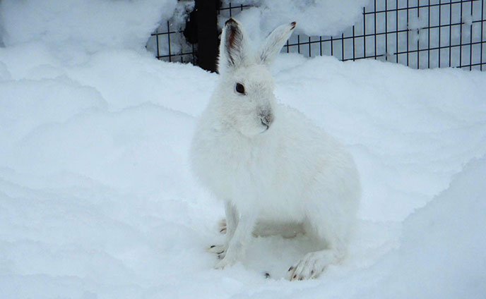 エゾユキウサギ＊逃げ足の速さ 日本一 | 北海道新聞 旭川支社 + ななかまど