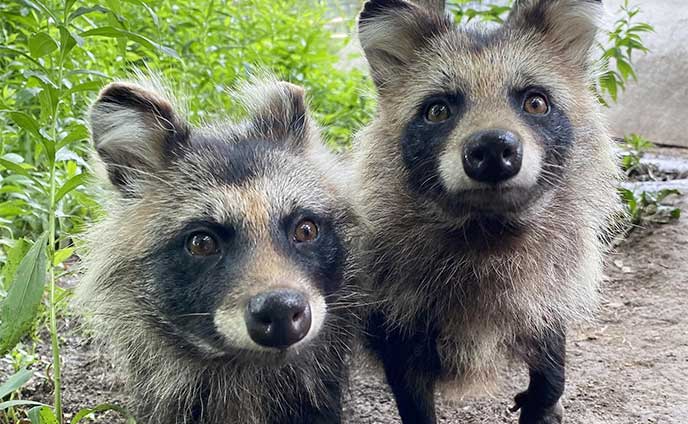 北海道産いきもの保全プロジェクト＊8施設が連携 飼育情報共有