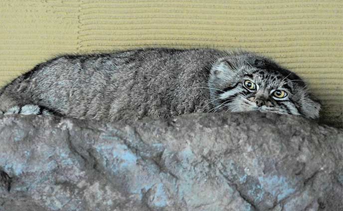 冬も元気 マヌルネコ＊ふわふわ冬毛で人気 | 北海道新聞 旭川