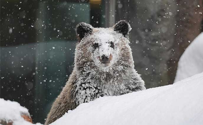 ヒグマの子 仲間入り＊親とはぐれ保護 元気に成長 | 北海道新聞 旭川