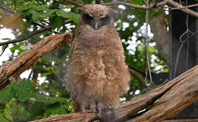 シマフクロウの人工ふ化成功＊種の保存へ繁殖技術探る | 北海道新聞