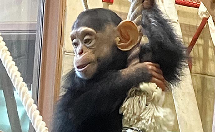 モナカ様　シュタイフ大きなチンパンジー モナカ様 シュタイフ大きなチンパンジー モナカ様 シュタイフ大きな