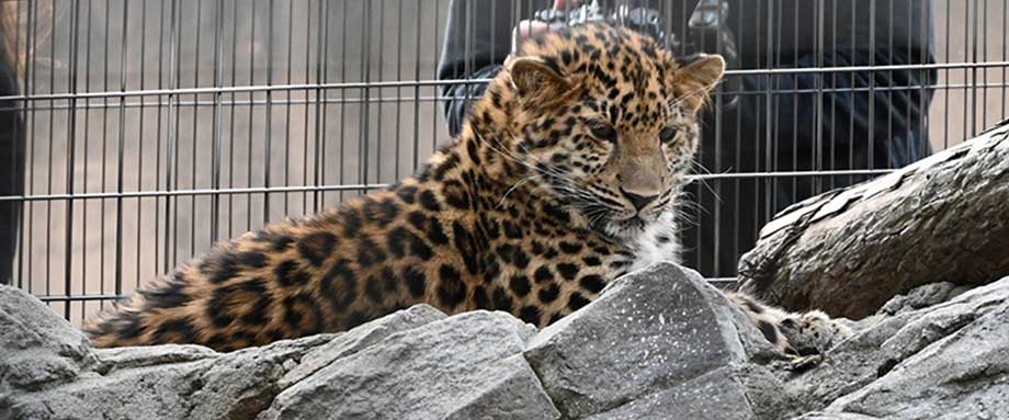 旭山動物園わくわく日記