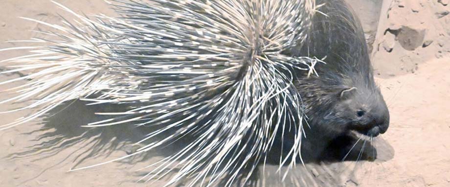 旭山動物園わくわく日記