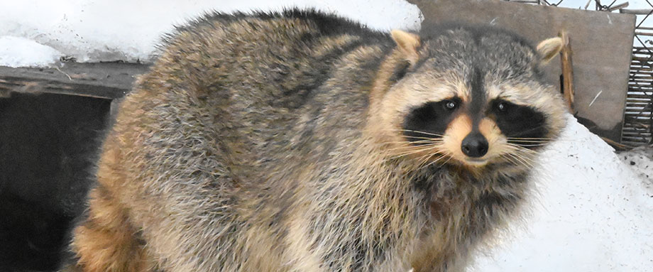旭山動物園わくわく日記